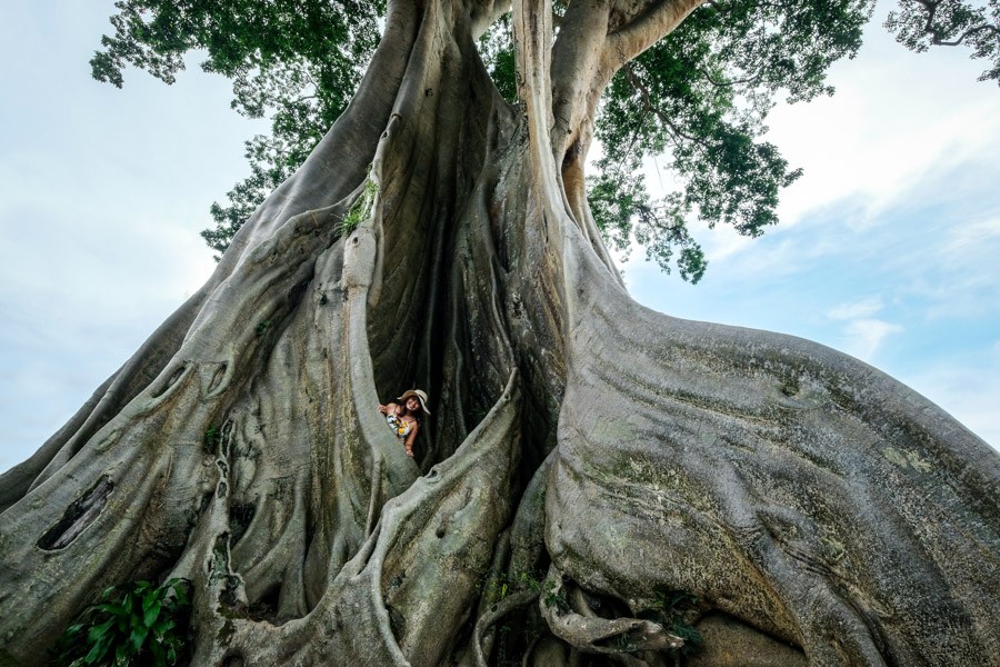 Buttress White Tree at Tua Village